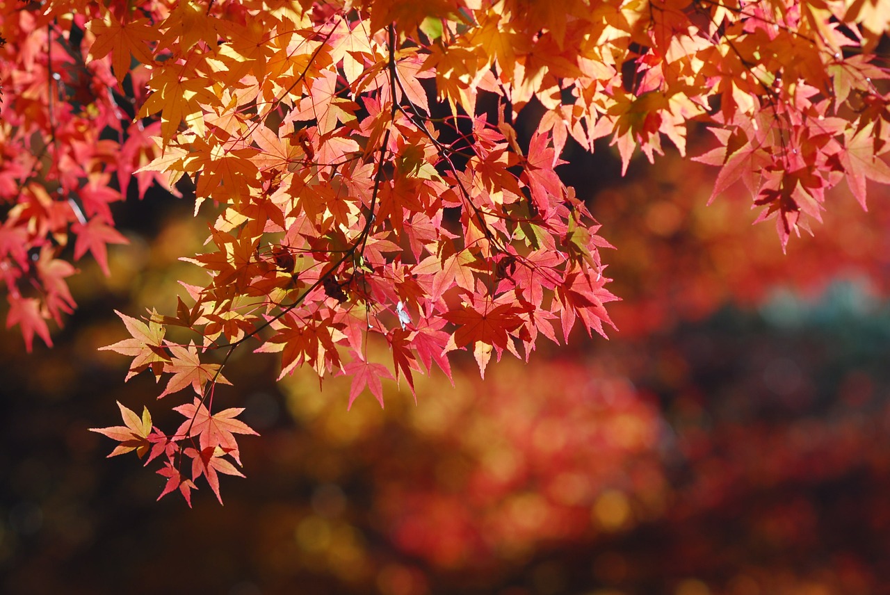 maple leaf landscape tree free photo