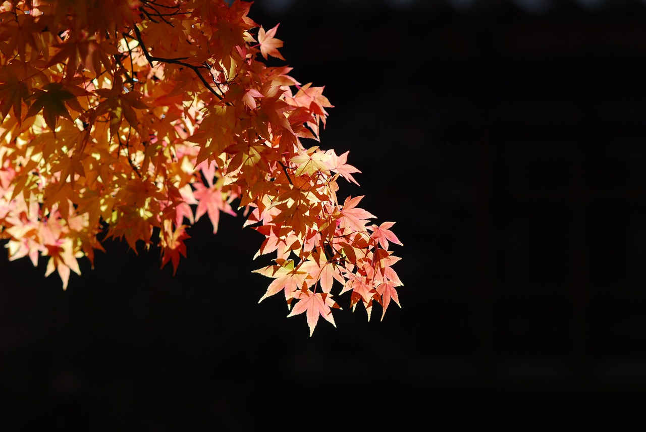 maple leaf tree landscape free photo