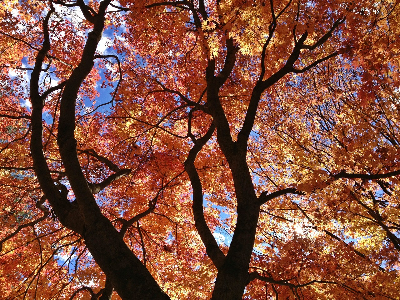 maple leaf tree landscape free photo