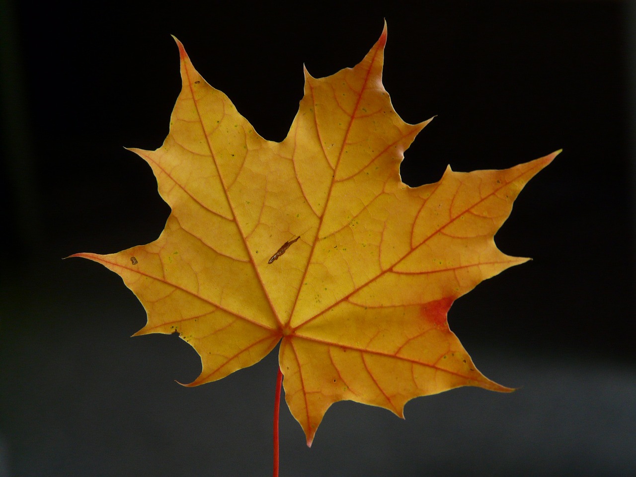 maple leaf leaf coloring free photo