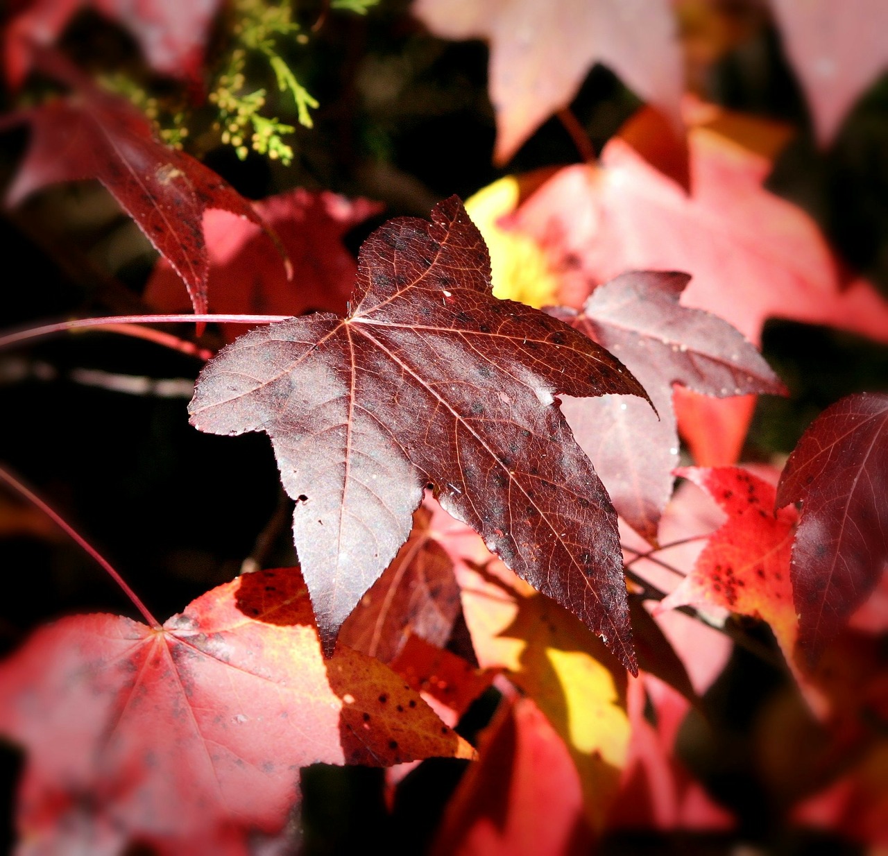 maple leaf leaves fall free photo