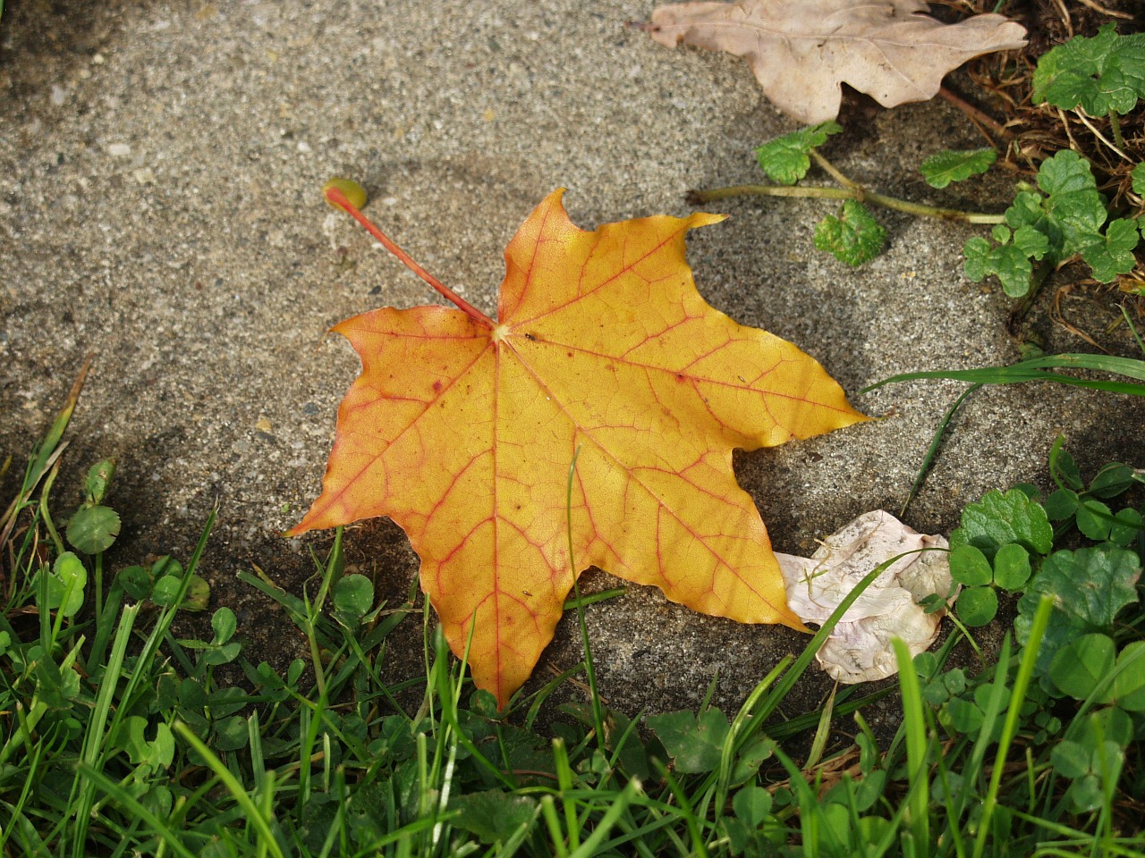 maple leaf yellow stone free photo