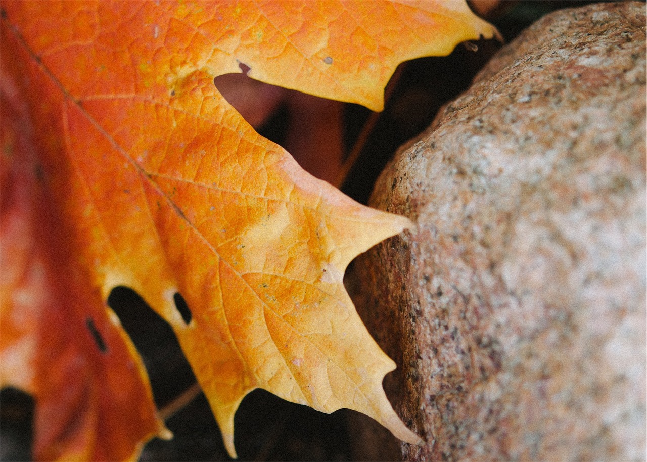 maple leaf brown autumn free photo