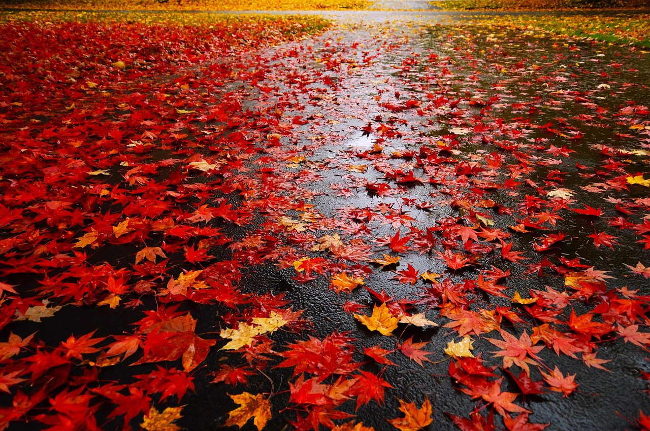 maple leaf leaves red free photo