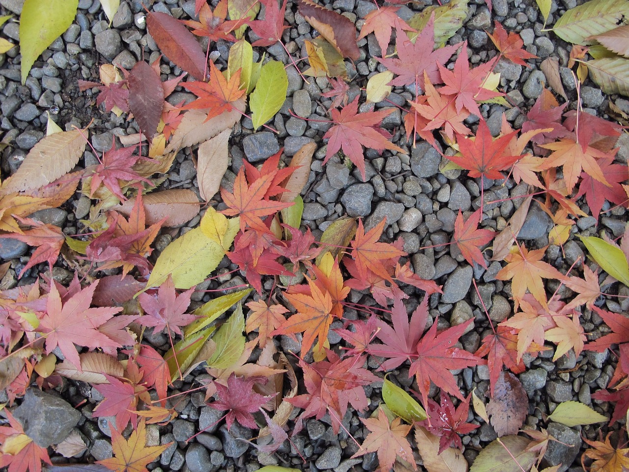 maple leaf japan ground free photo