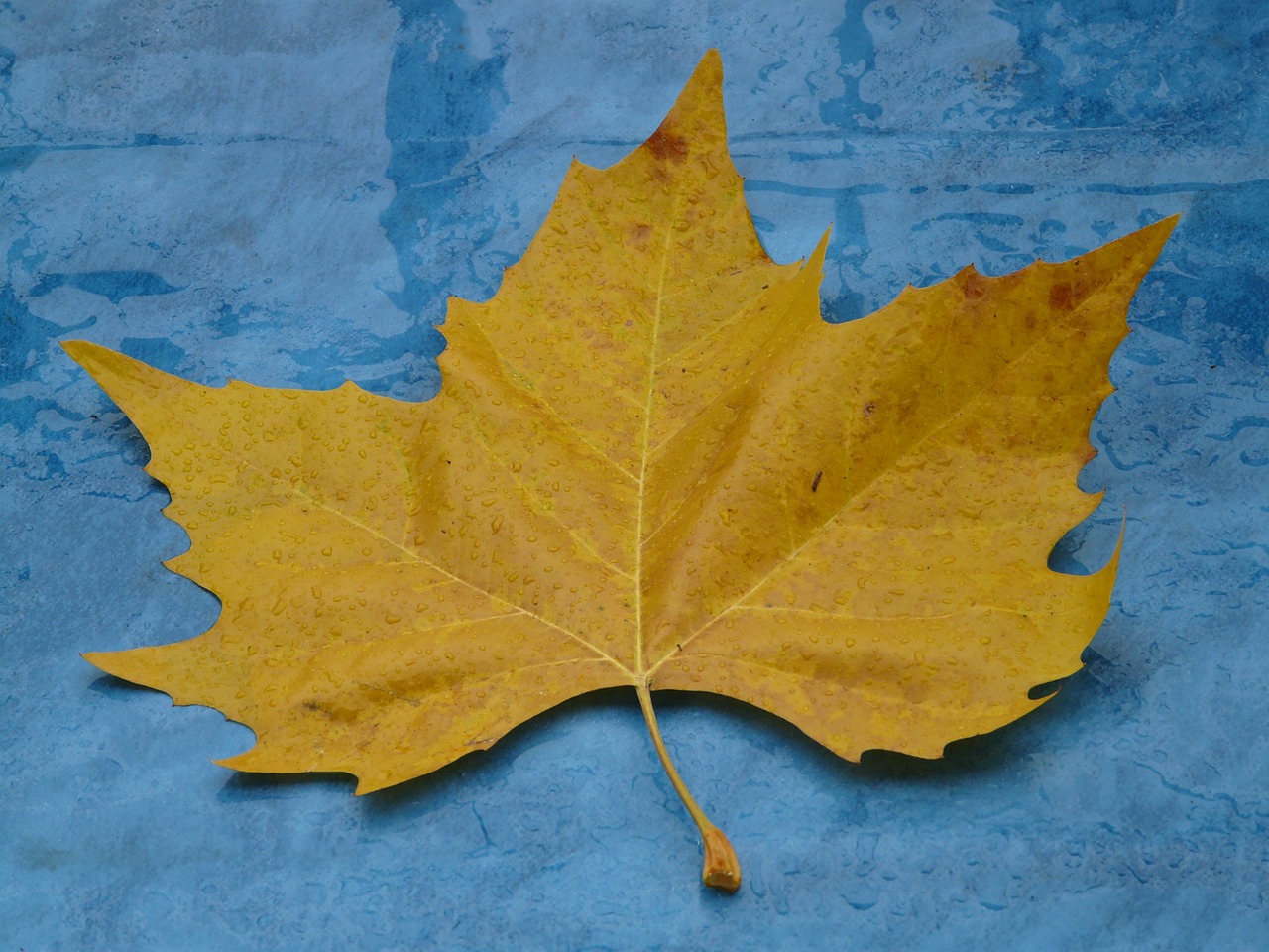 maple leaf yellow fall color free photo