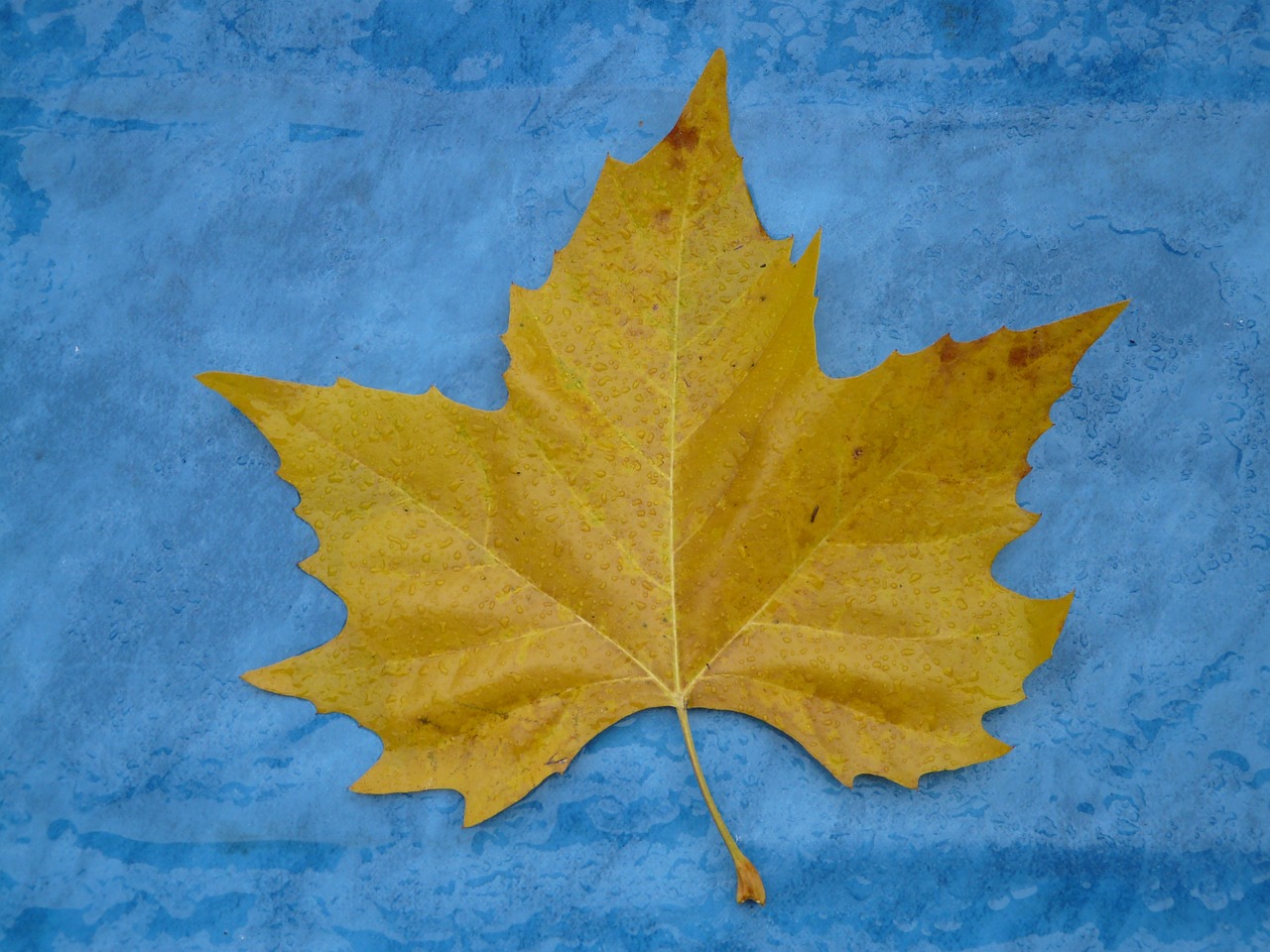 maple leaf edge jagged free photo