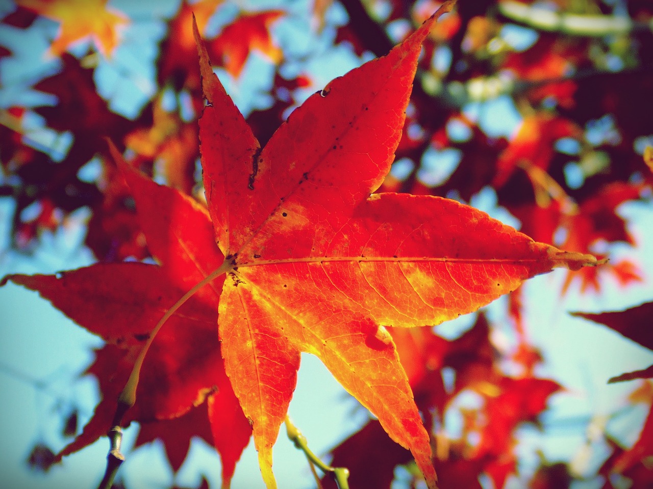 maple leaf leaves tree free photo