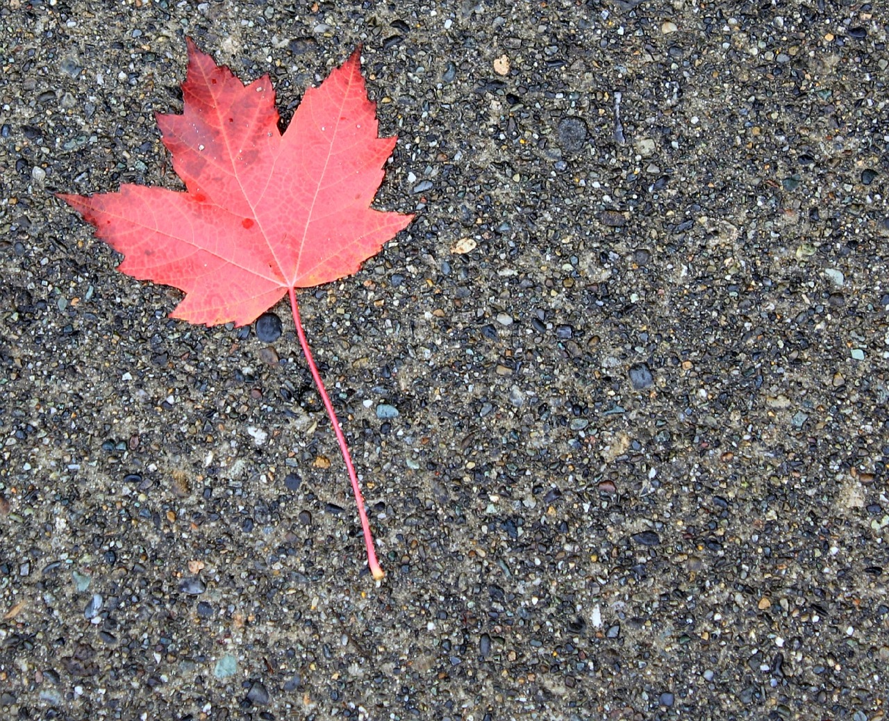 maple leaf autumn orange free photo