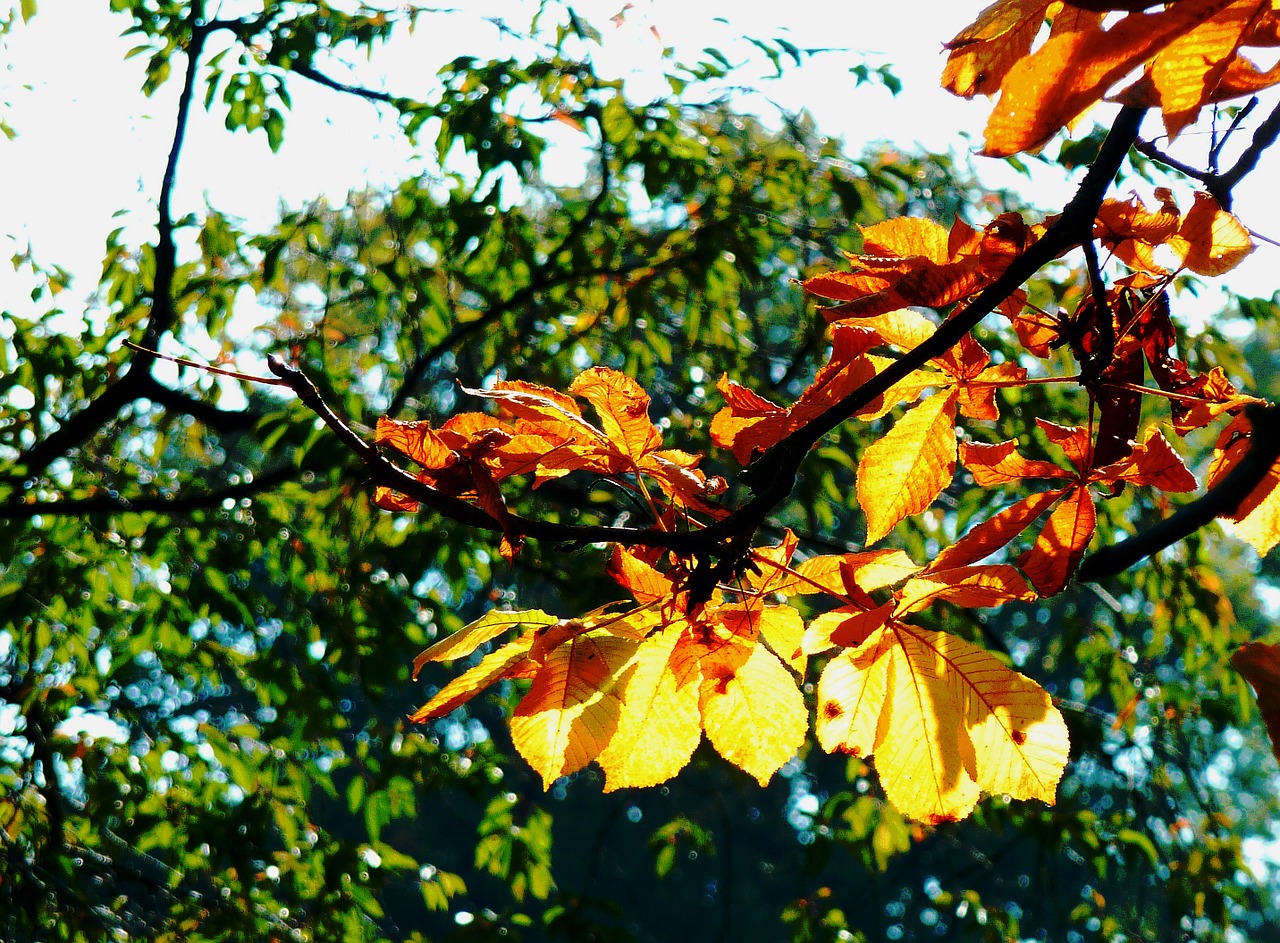 maple leaf beech leaves colored leaves free photo
