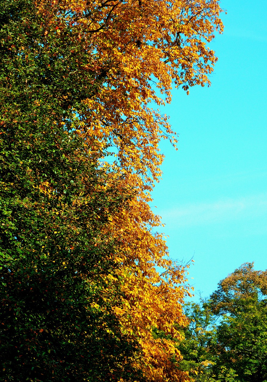 maple leaf beech leaves colored leaves free photo