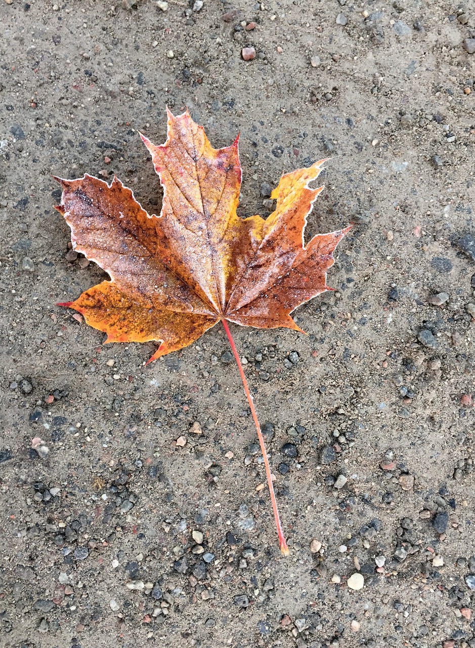 maple leaf autumn leaves on the ground free photo