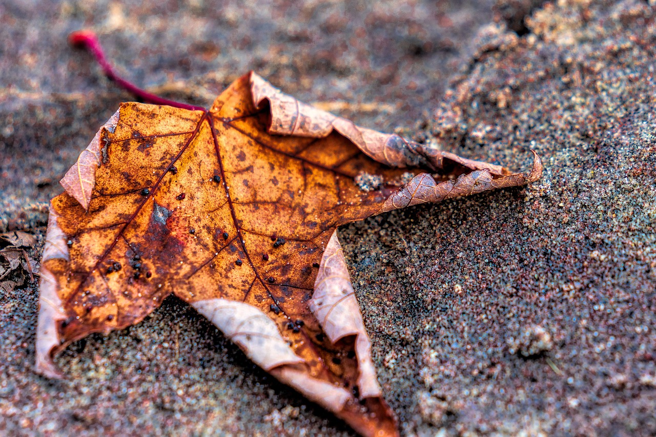 maple leaf beach  sand  maple leaf free photo