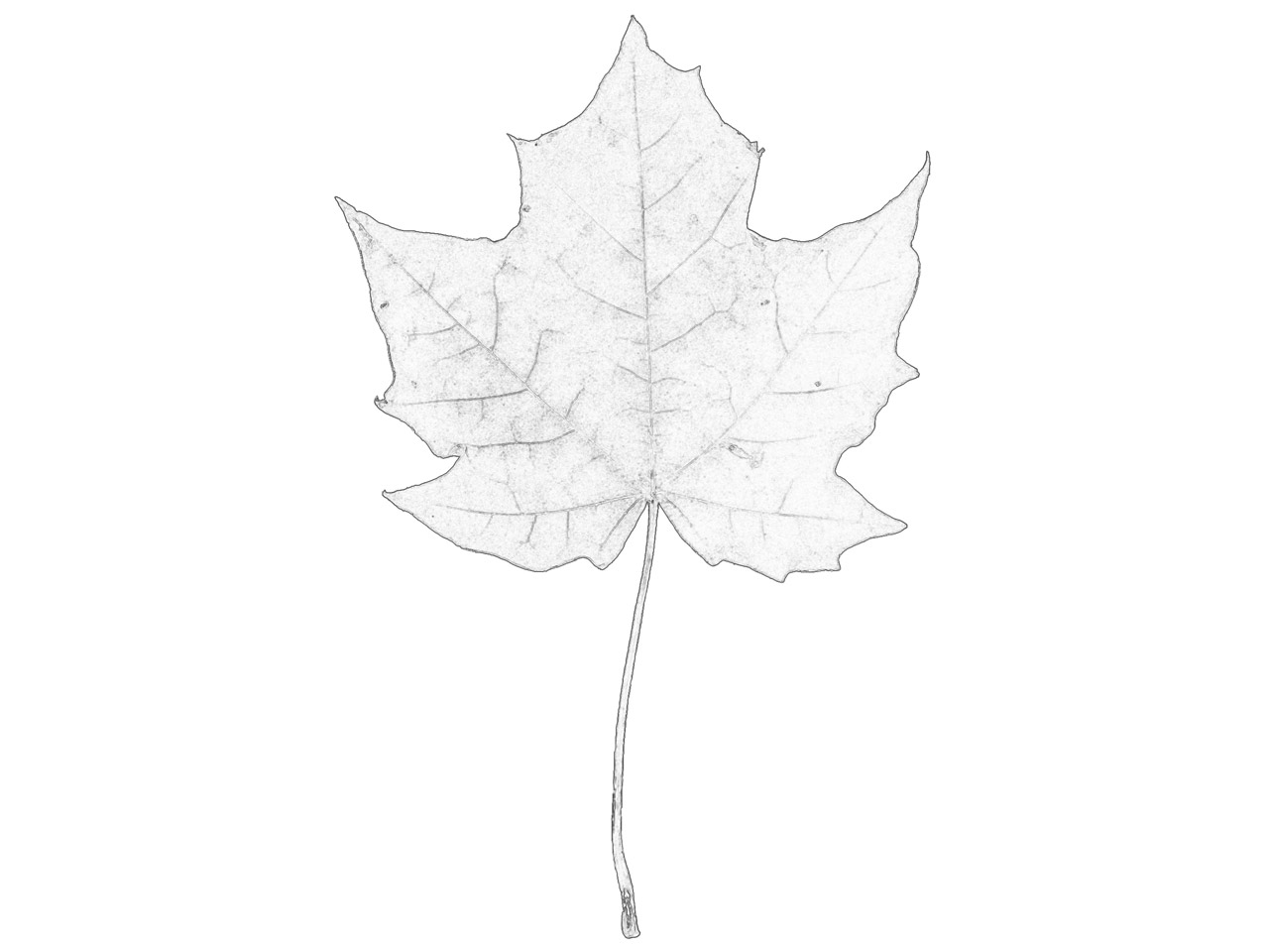 maple leaf sketch free photo