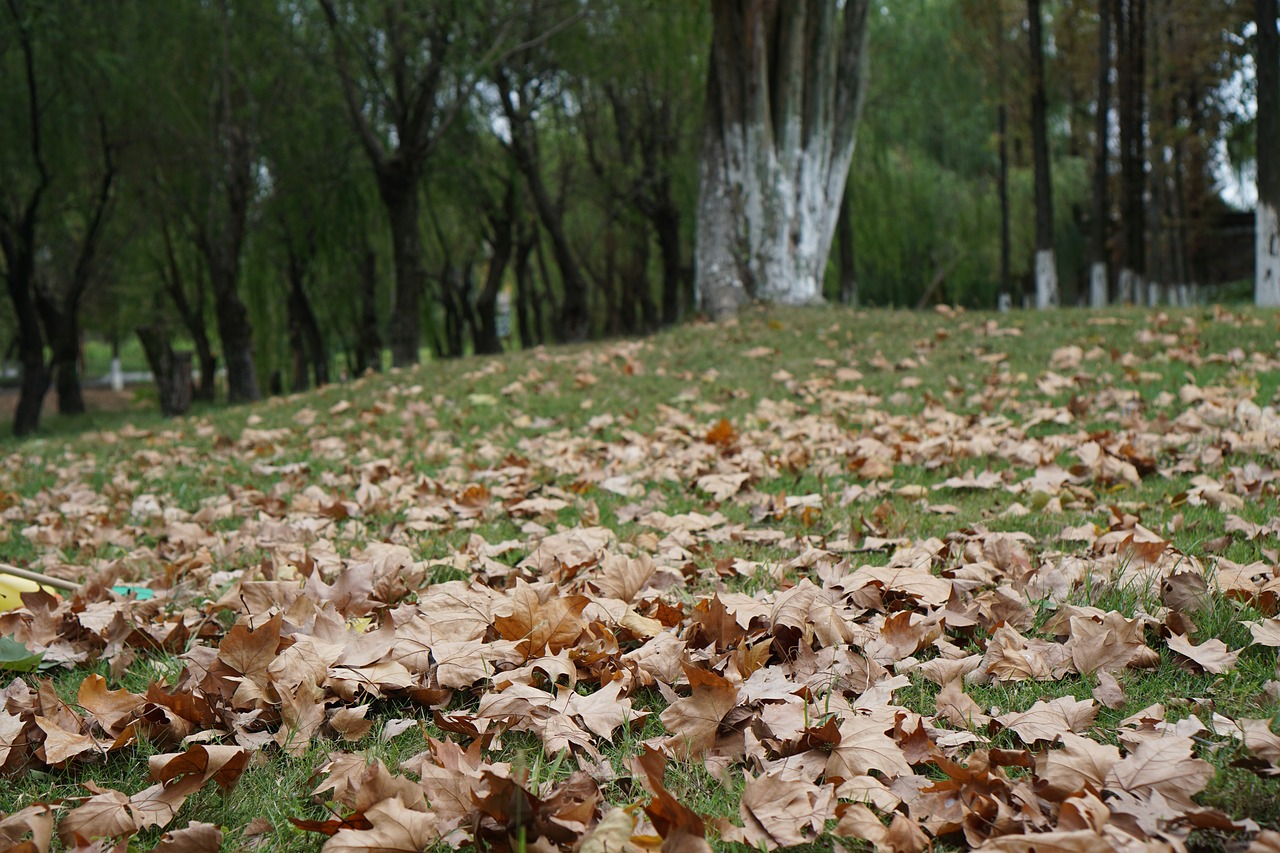 maple leaf leaves autumn yellow free photo