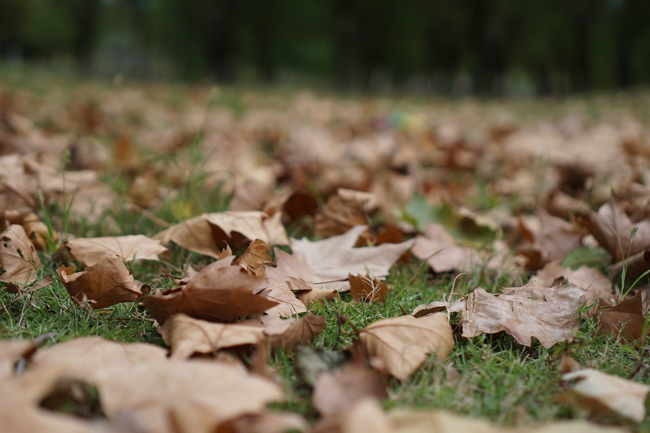 maple leaf leaves autumn yellow free photo