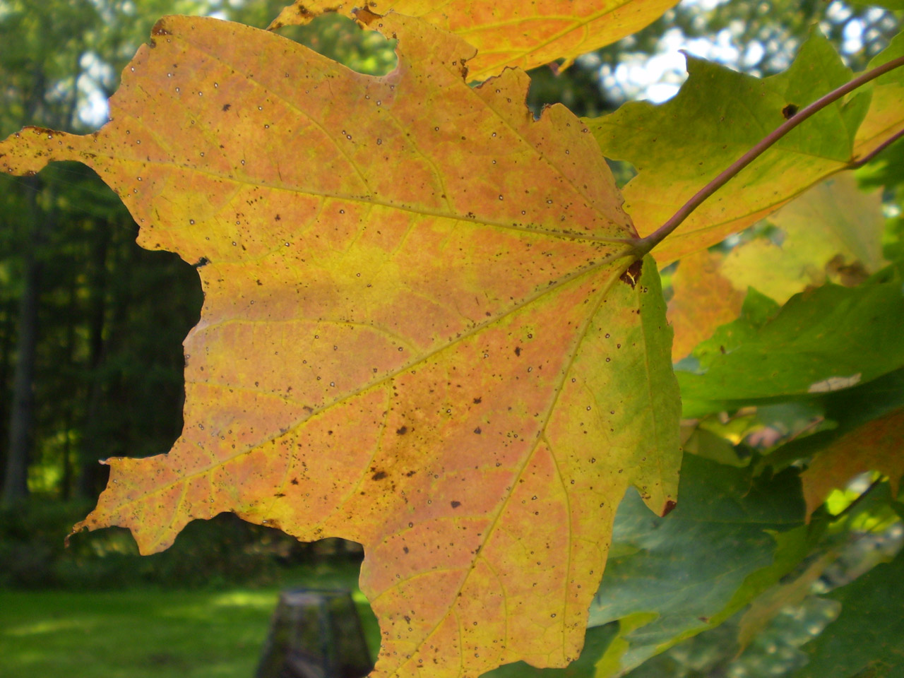 autumn color maple free photo