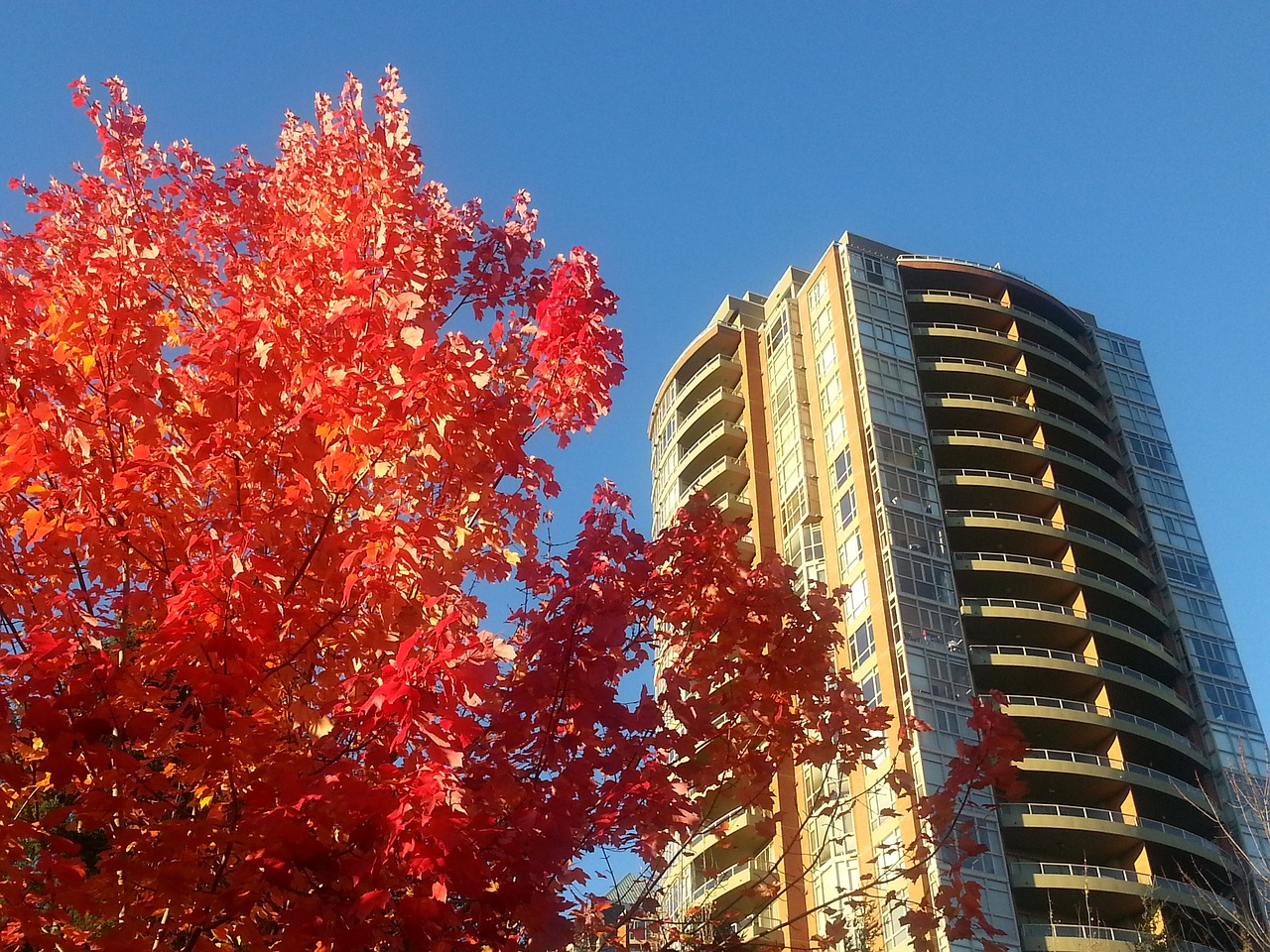 maple leafe colour nature free photo