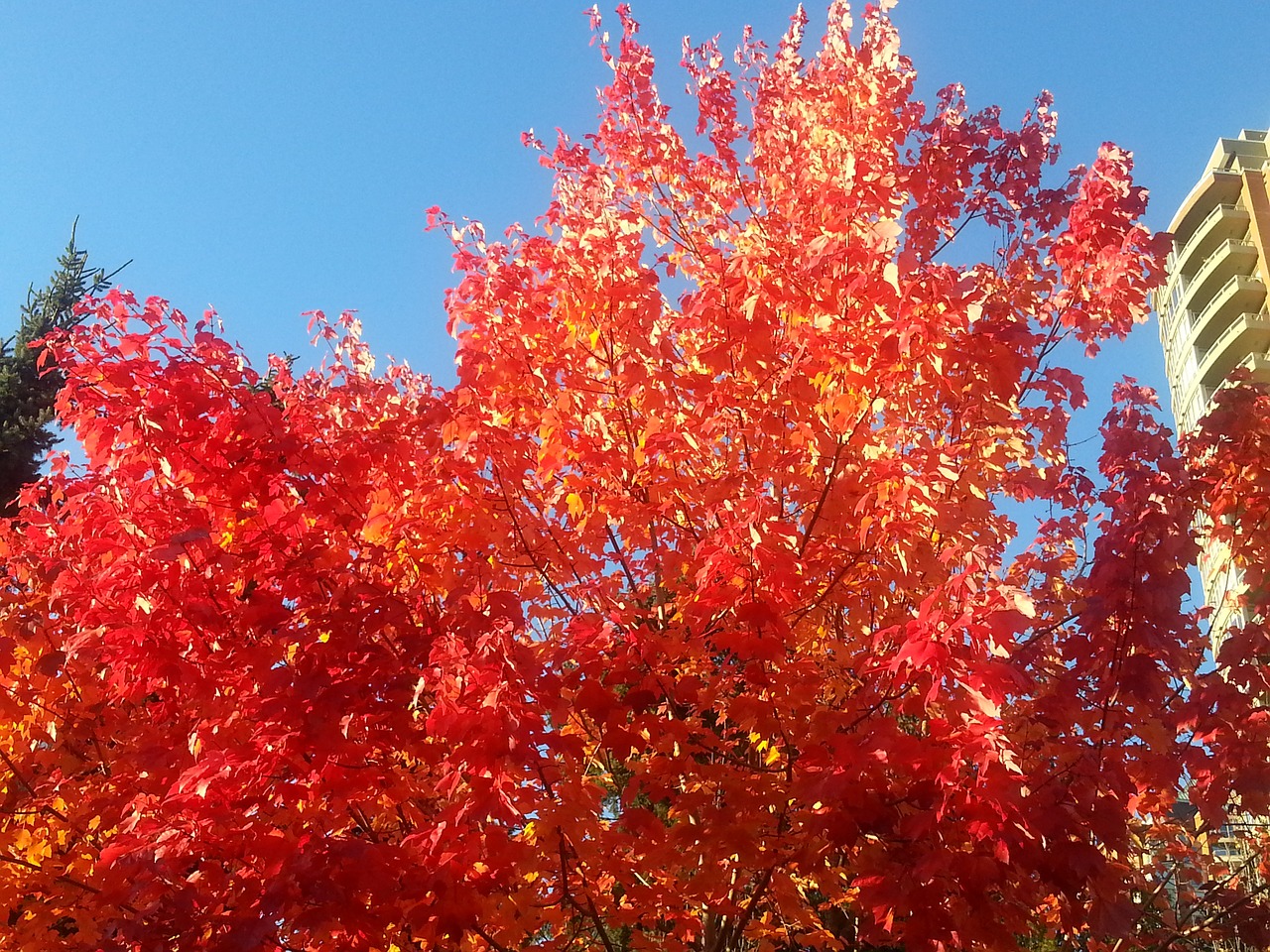 maple leafe nature colour free photo