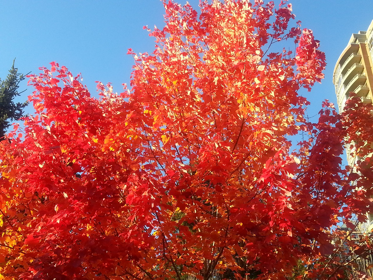 maple leafe colour red free photo