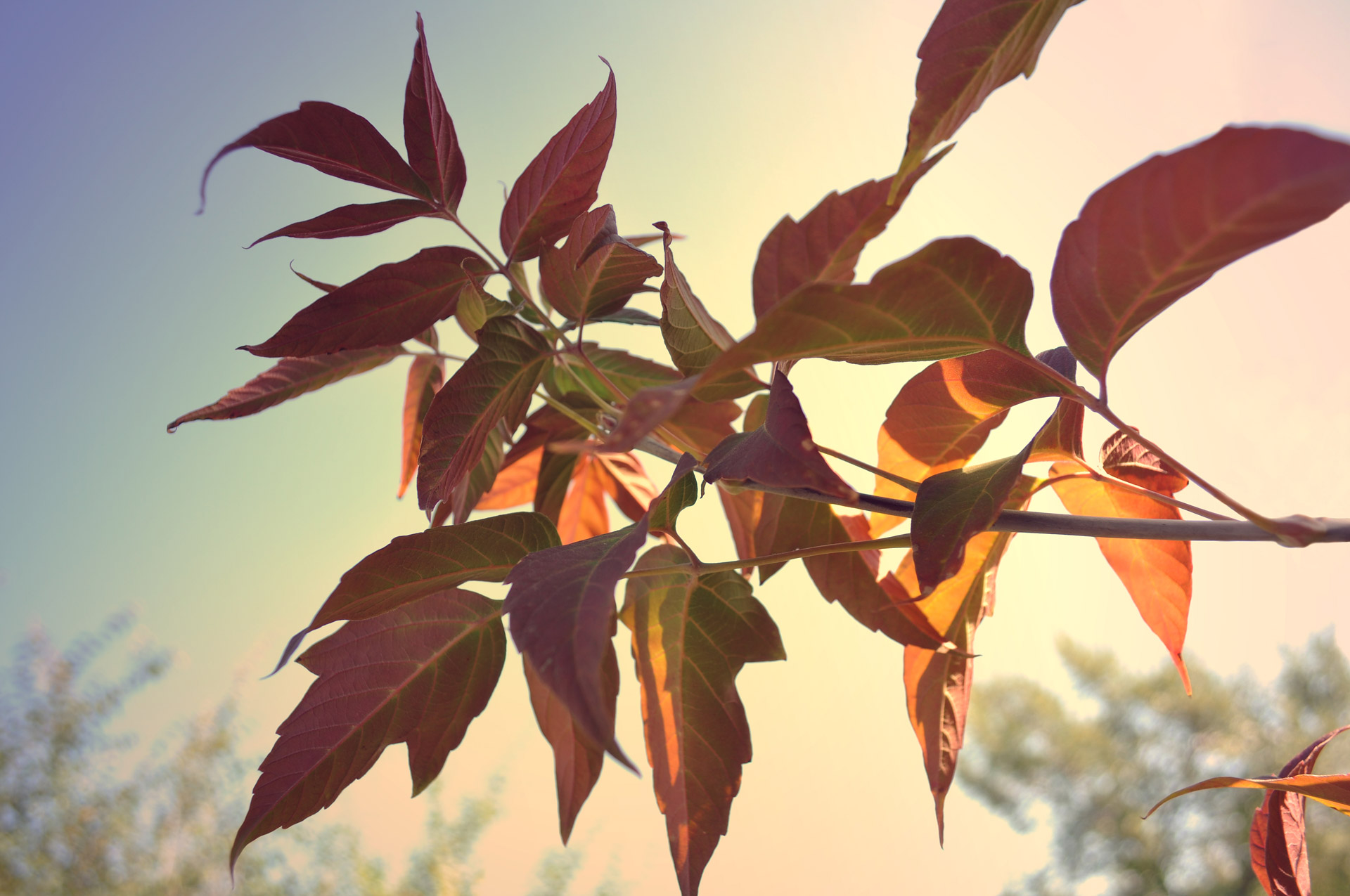 autumn maple leaves twigs free photo