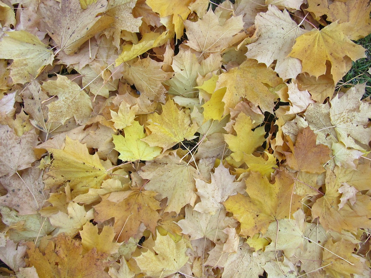 maple leaves leaves autumn free photo