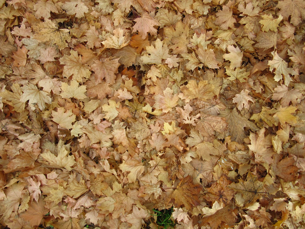 maple leaves leaves autumn free photo