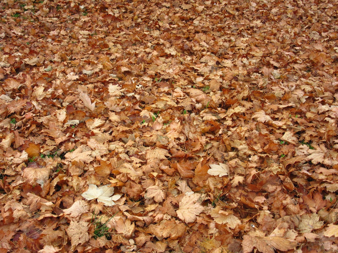 maple leaves leaves autumn free photo