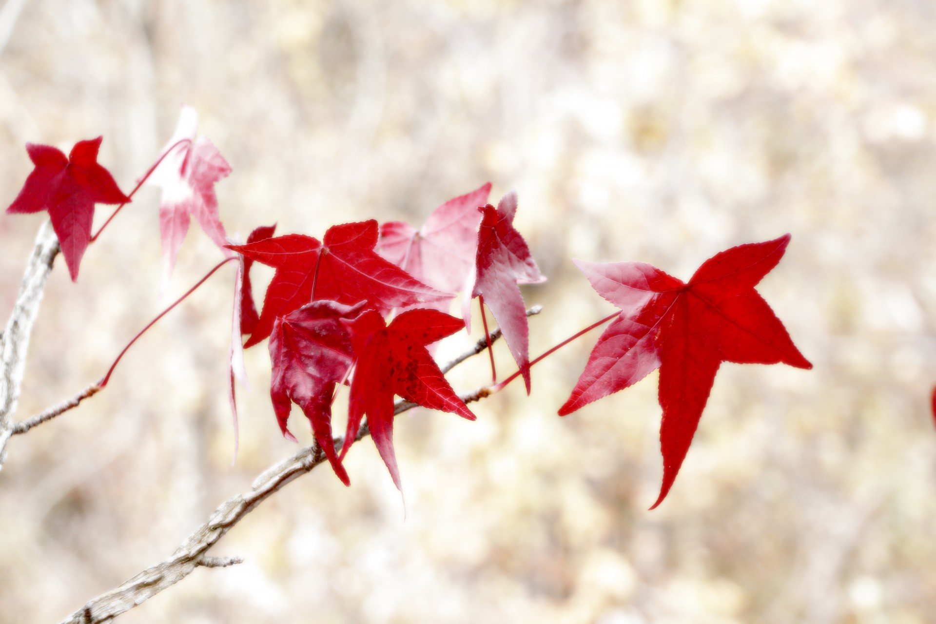 maple maple leaves autumn free photo