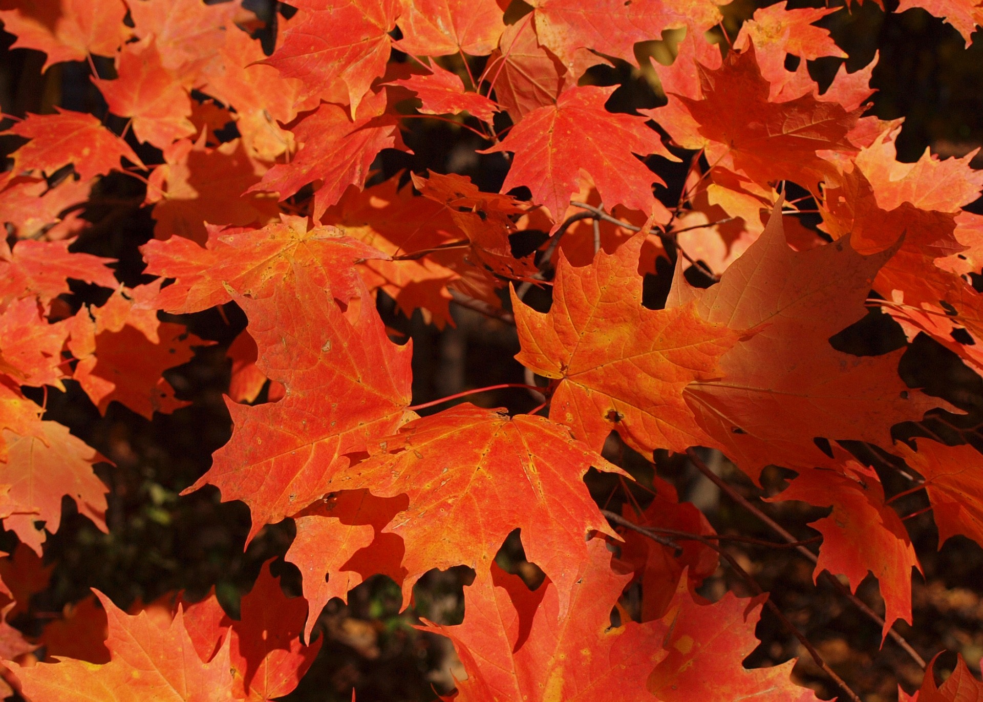 autumn fall orange free photo