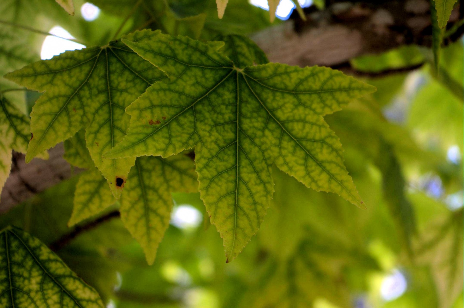 maple leaves tree free photo