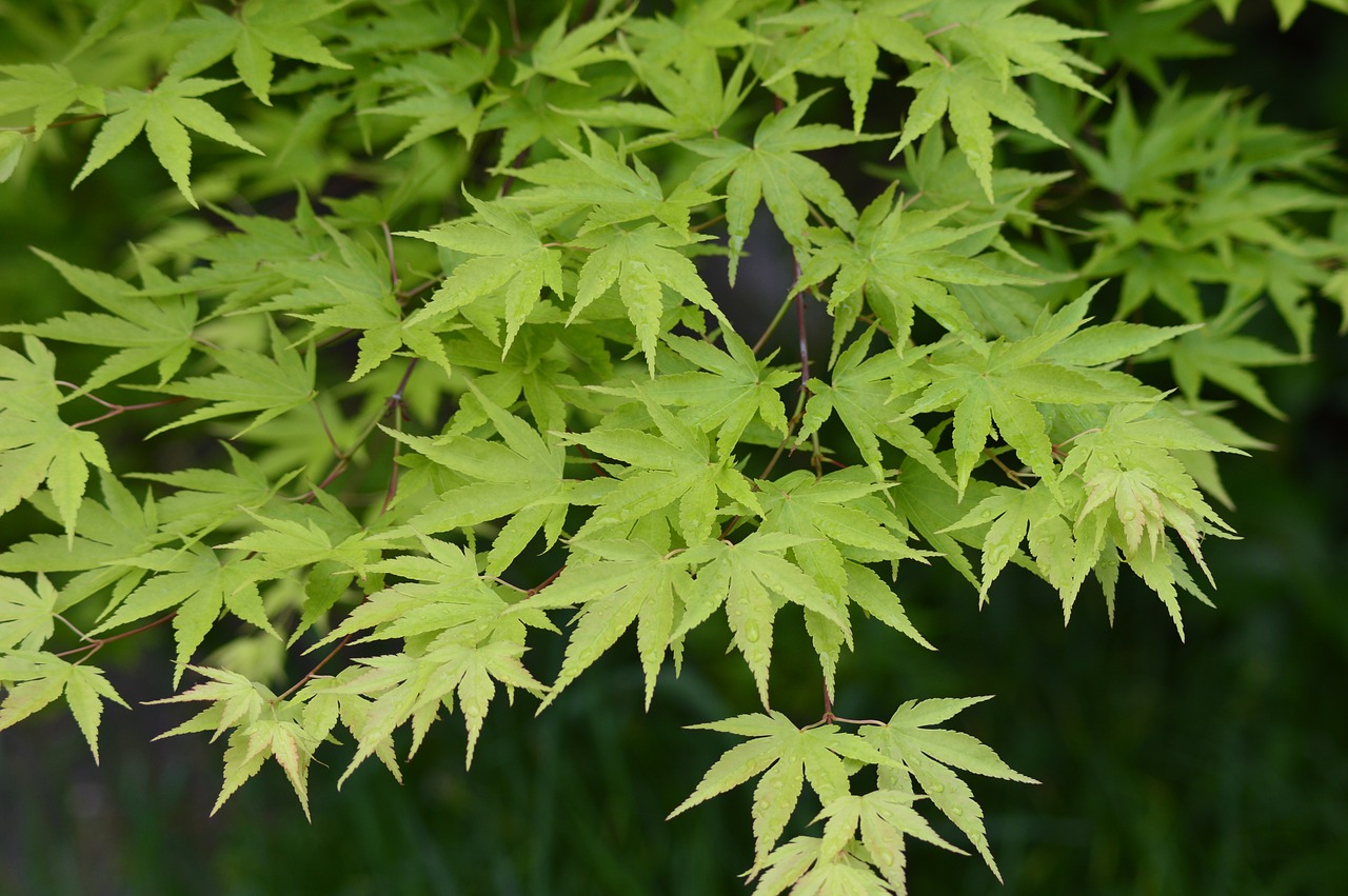 maple leaves leaves maple free photo