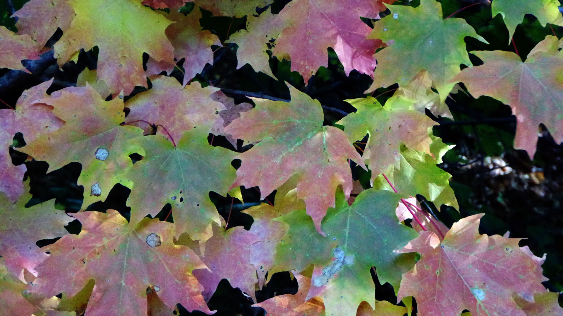 maple leaves fall free photo