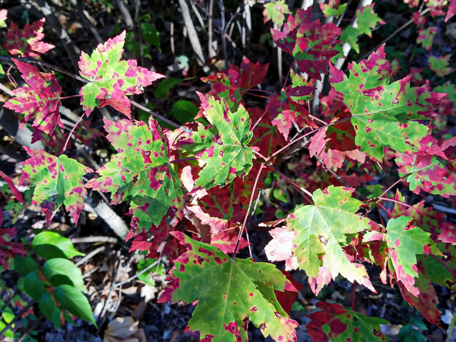 maple leaves autumn free photo