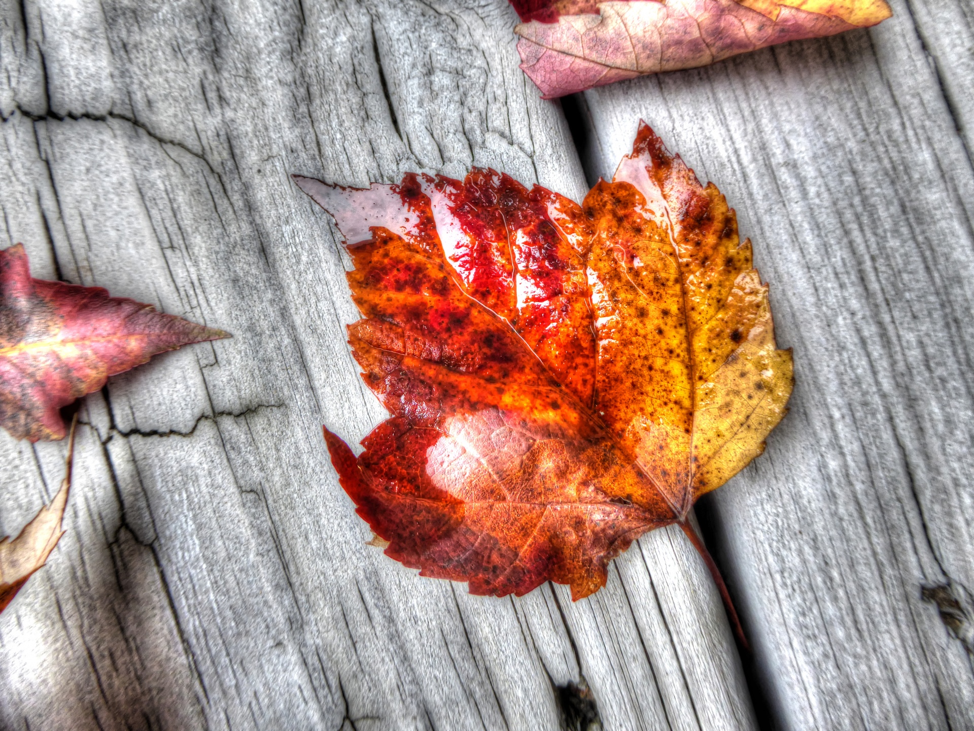 autumn fall foliage free photo