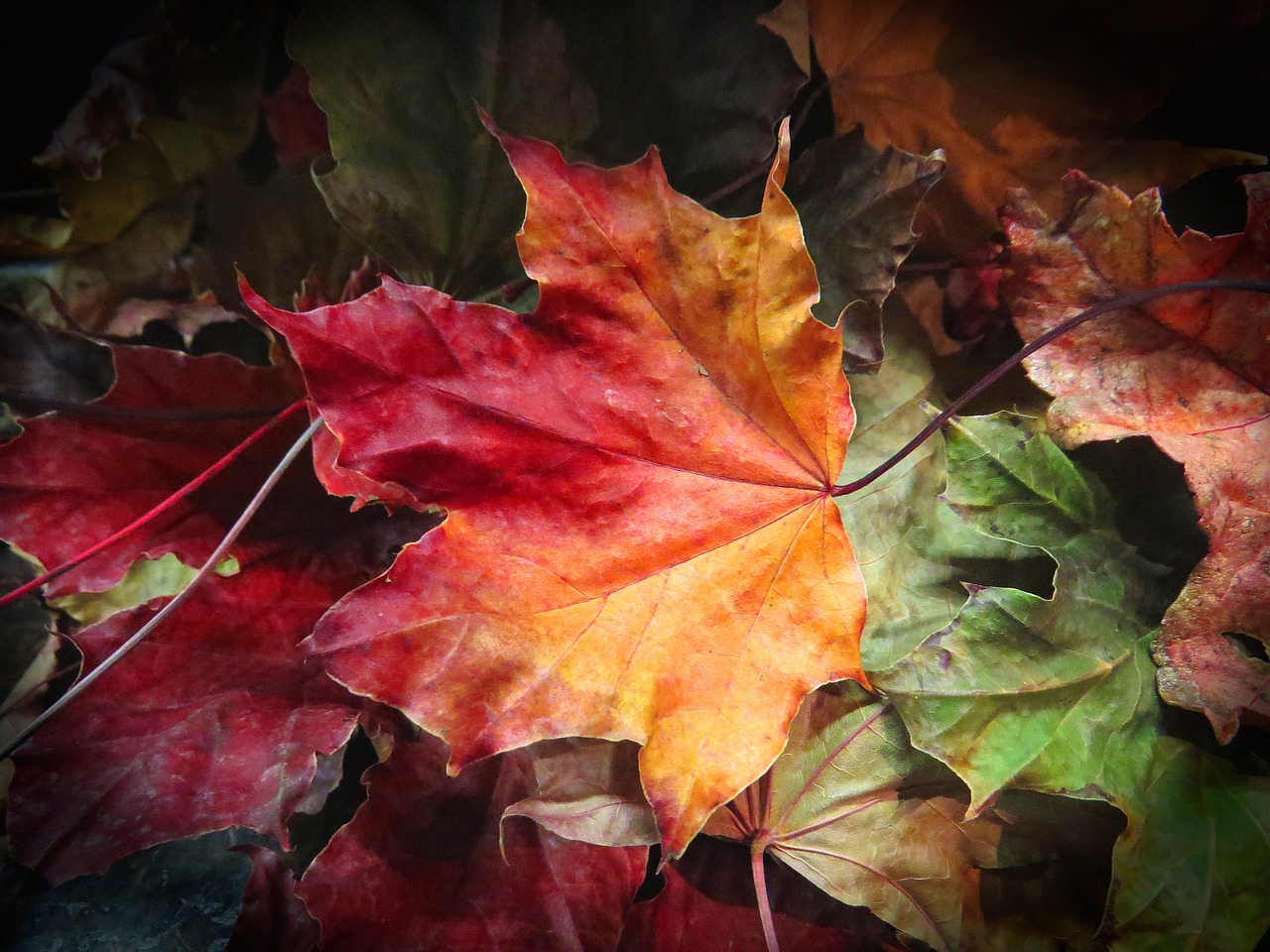 maple leaves leaves autumn free photo