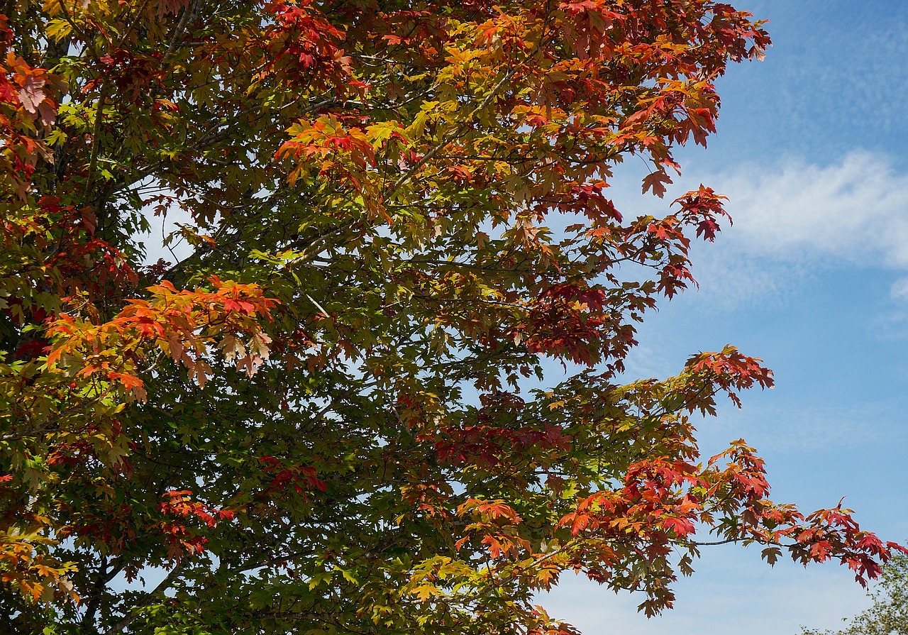 maple leaves leaves maple tree free photo