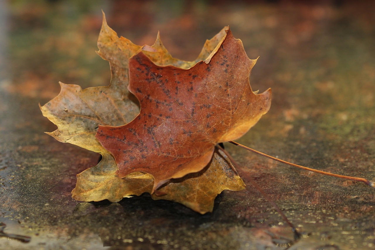 maple leaves fall autumn free photo