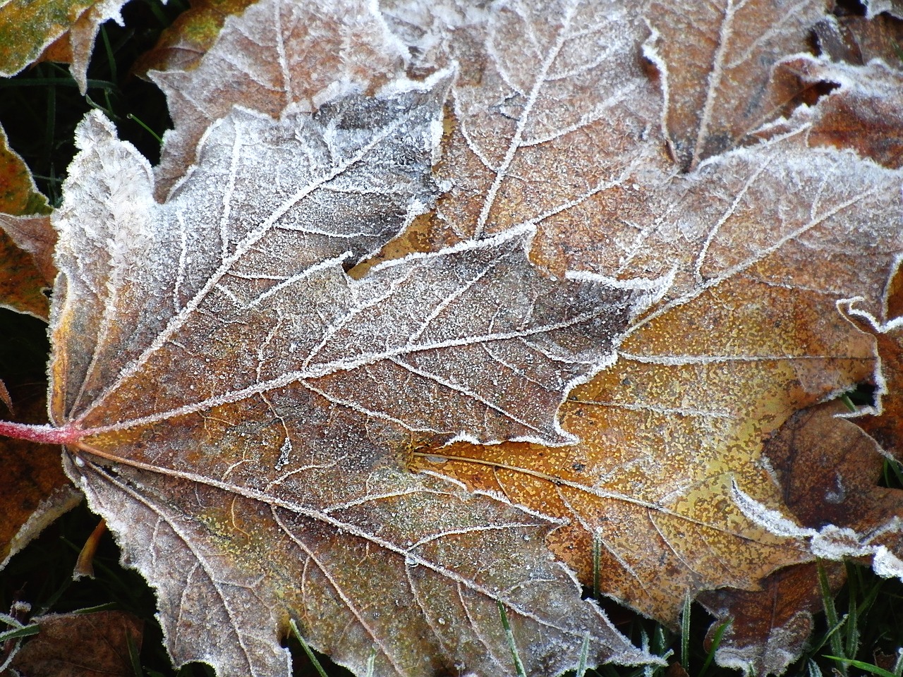 maple leaves frost nature free photo