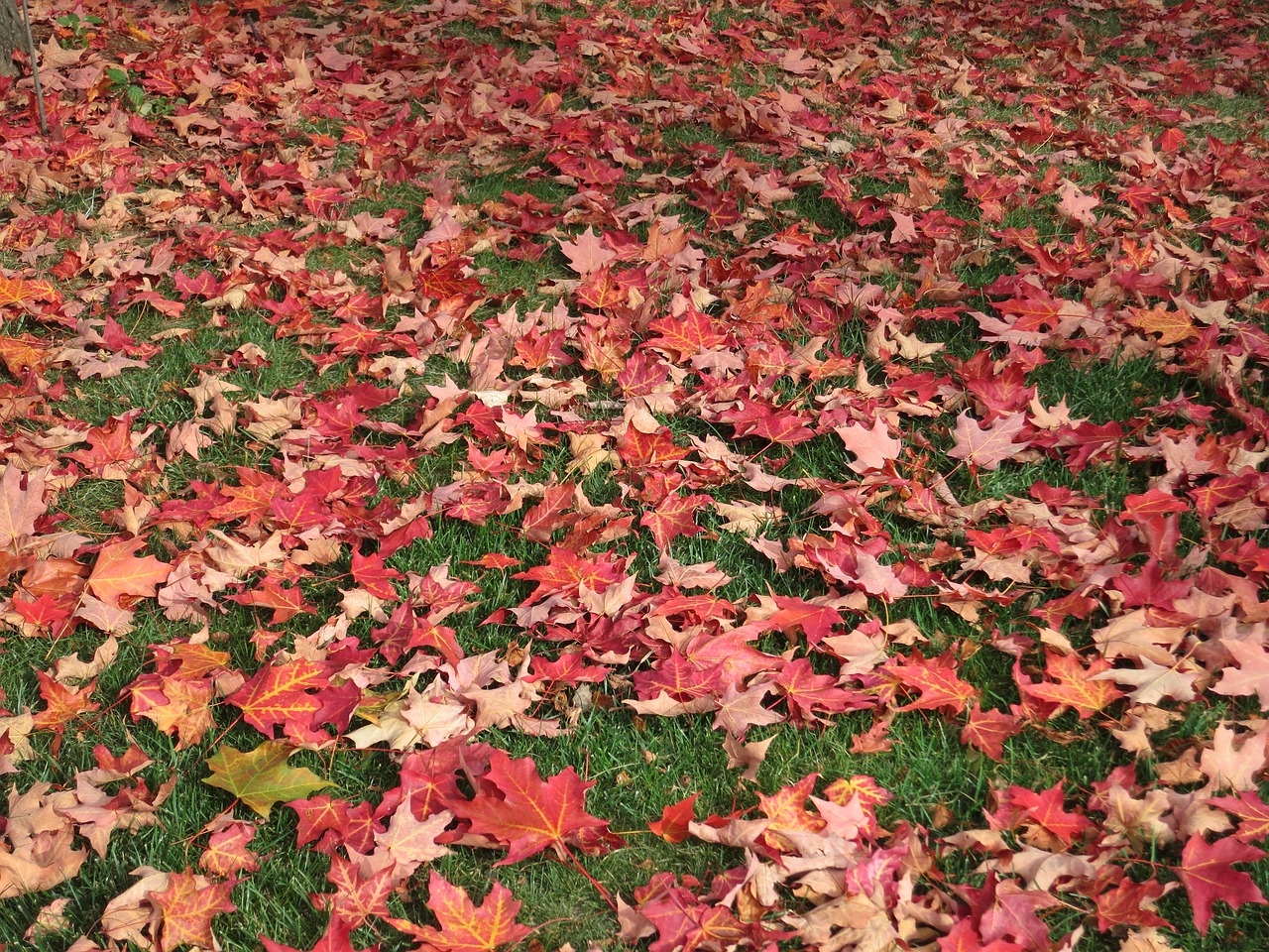 maple leaves autumn nature free photo