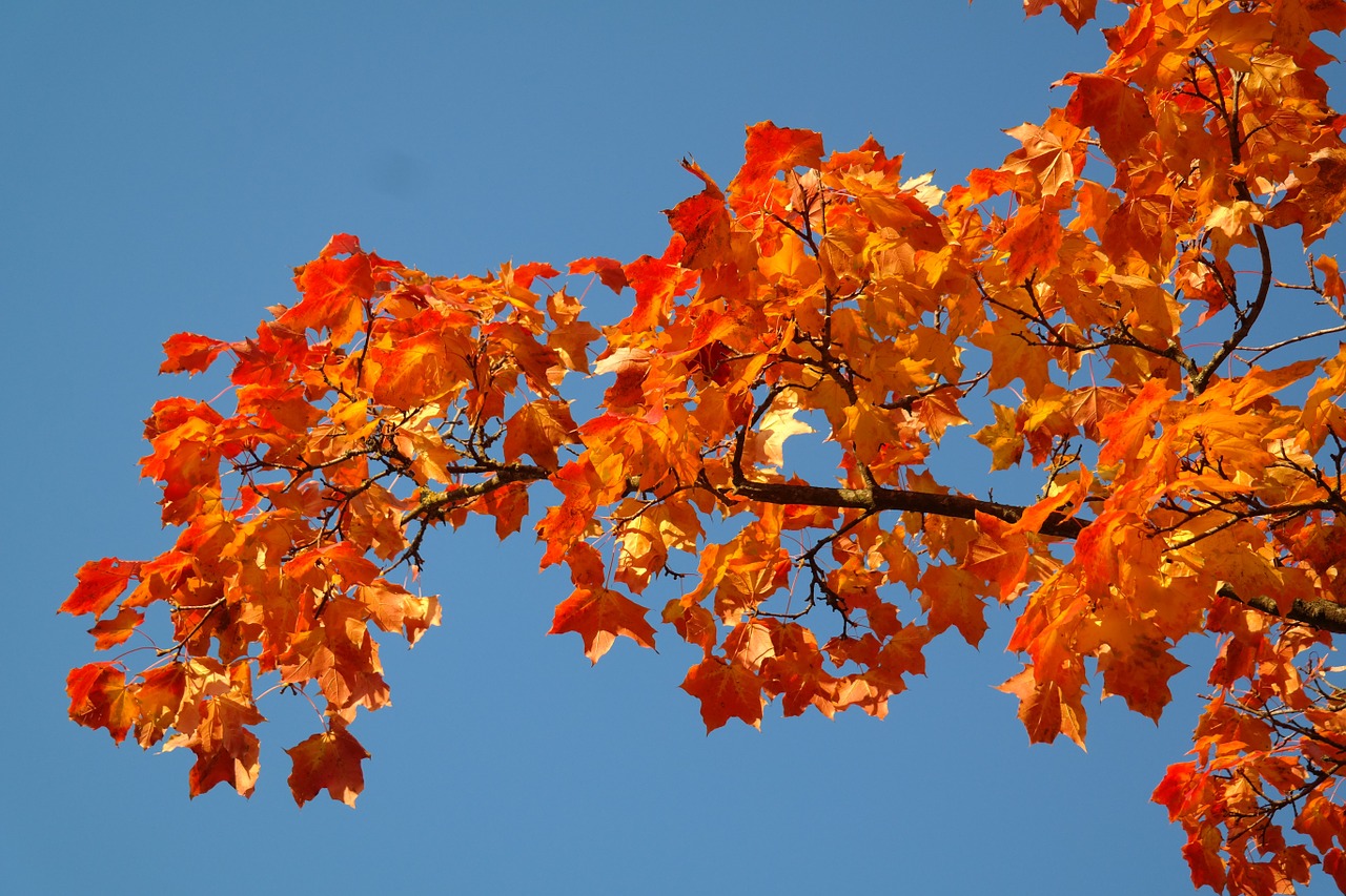 maple leaves leaves autumn free photo