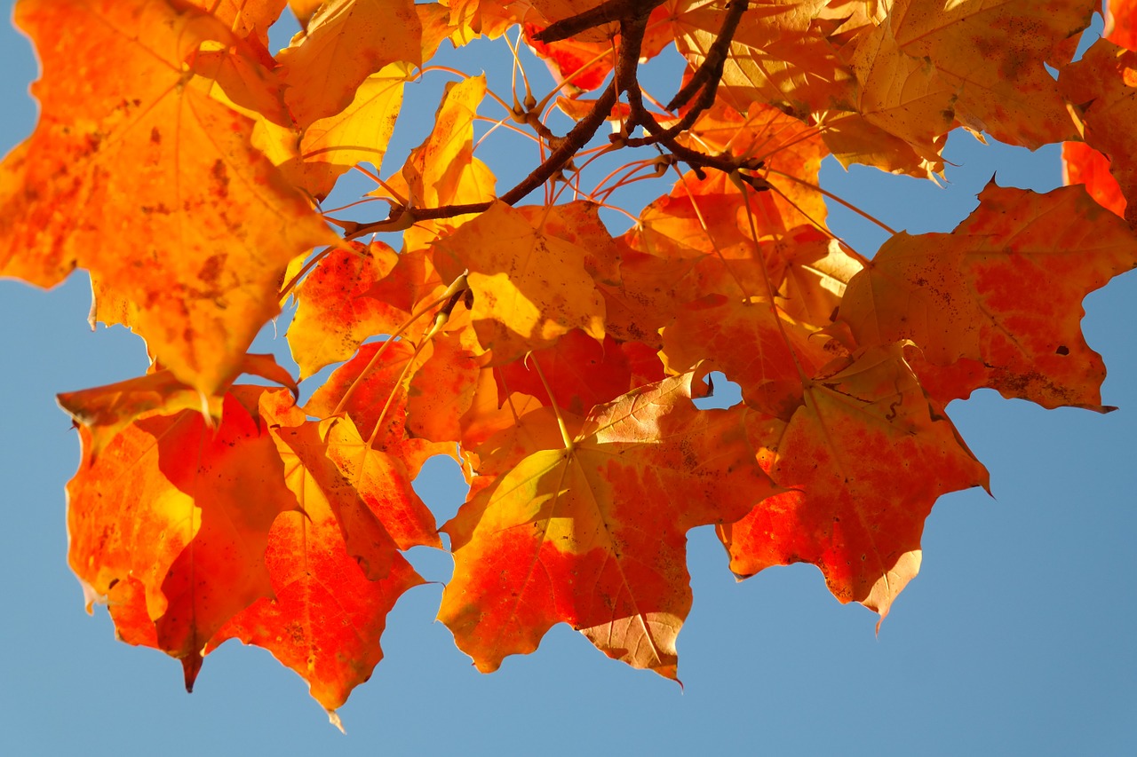 maple leaves leaves autumn free photo