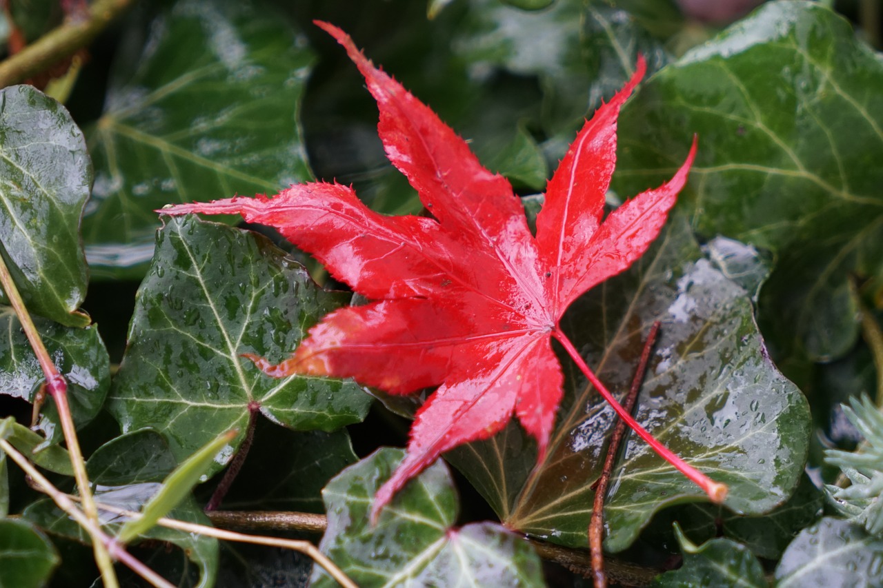 maple leaves fall foliage leaves free photo