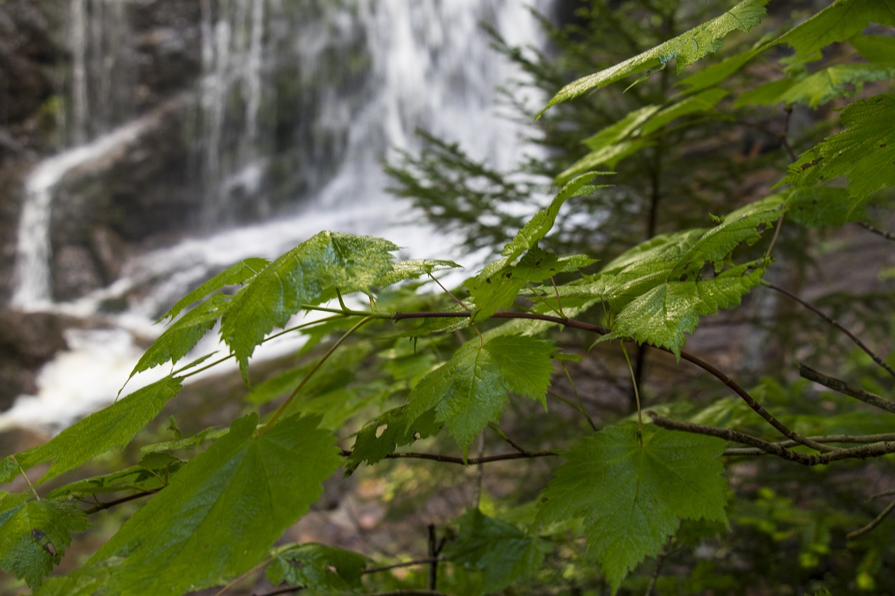 maple leaves nature forest free photo