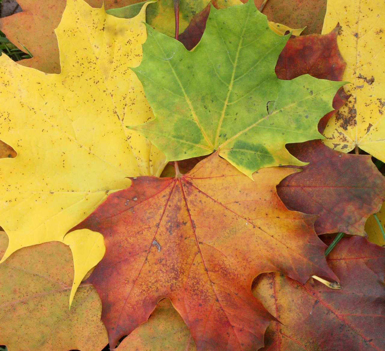 maple leaves maple autumn free photo