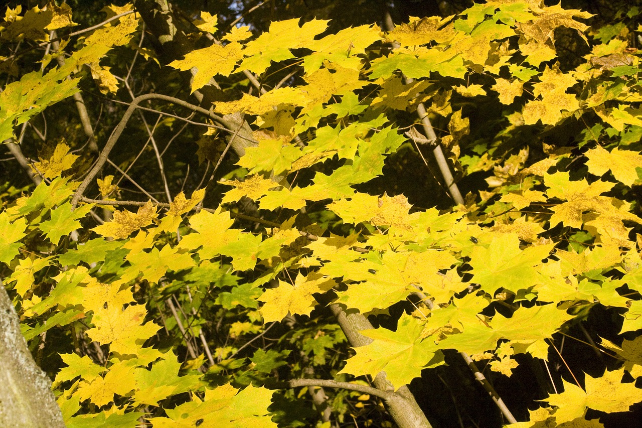 maple leaves golden october free photo