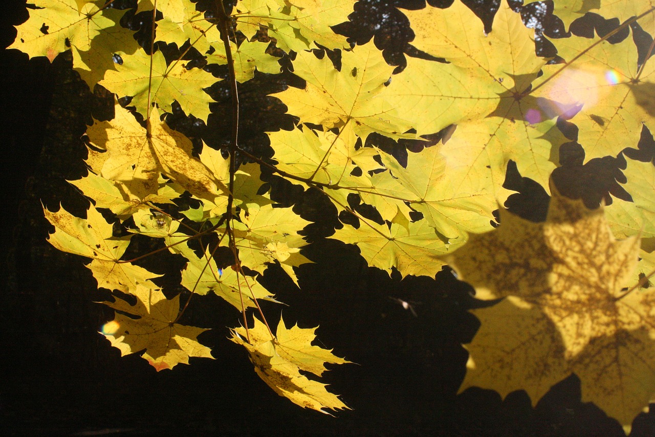 maple leaves golden october free photo