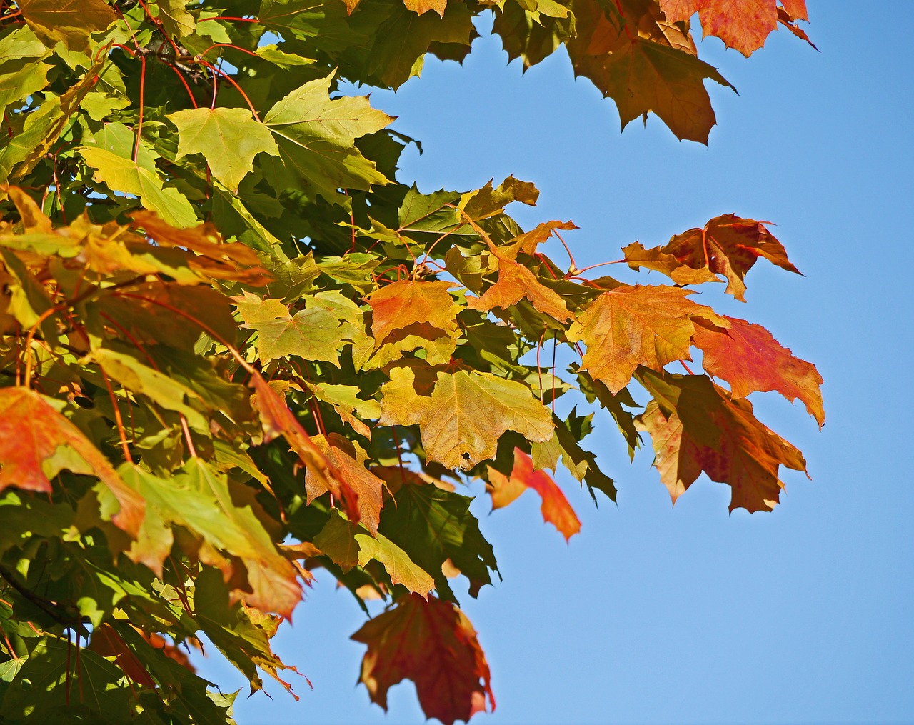 maple leaves autumn colours colorful free photo