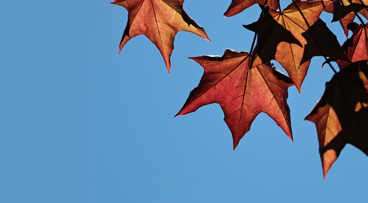 maple leaves  sky  maple free photo