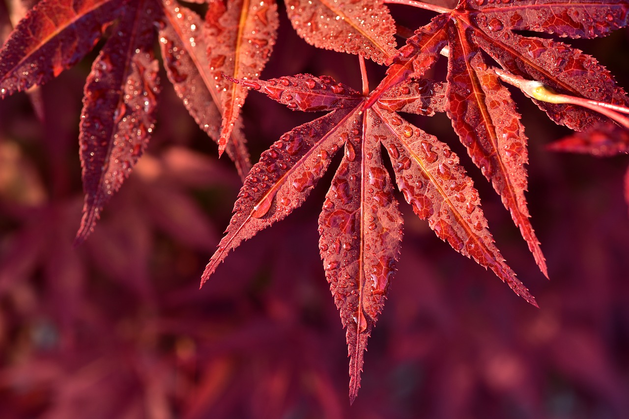 maple leaves  red maple  red free photo